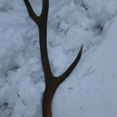 Prvy tohorocny-10torak-1.50kg.