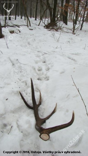 Dnešny 2 2,95 kg