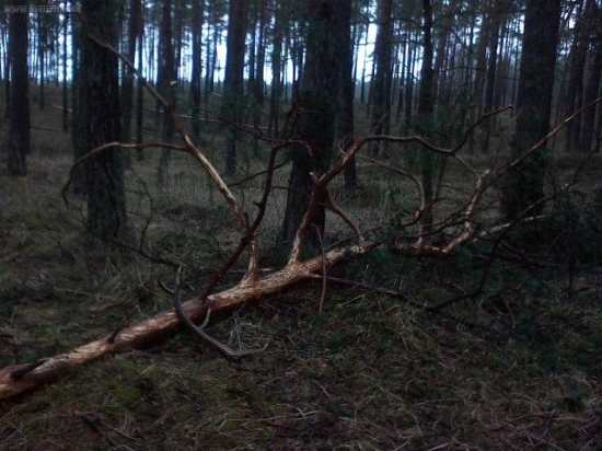 12storak 1,45 kg i 78 cm