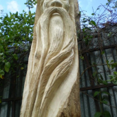 smrek,kmeň ponechany na koreni.