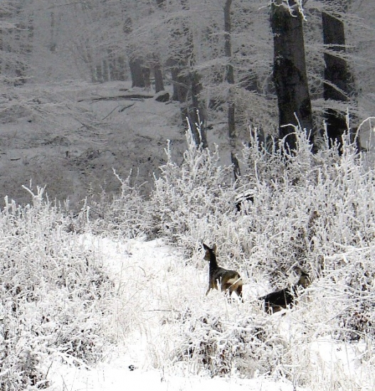 Hups, aj tam niekto je