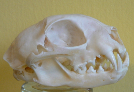 Mačka diva / archiv