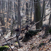 Jeleň