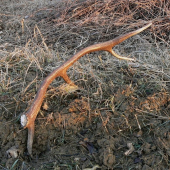 Osmoráčik