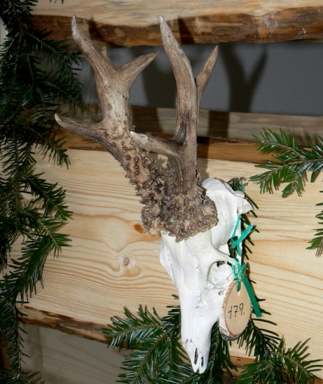 Srnec - 140,70 zlato