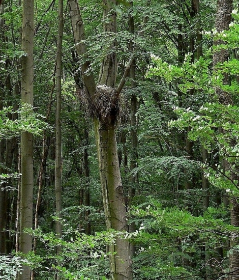 Bocian čierny - foto 1