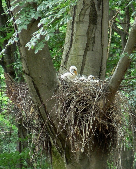 Bocian čierny - foto 2