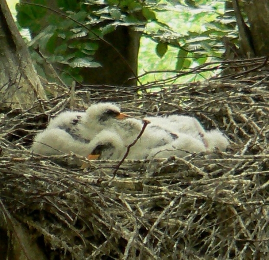 Bocian čierny - foto 3