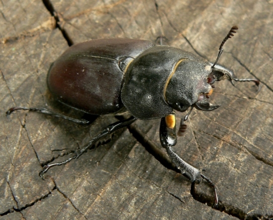 Roháčik obyčajný