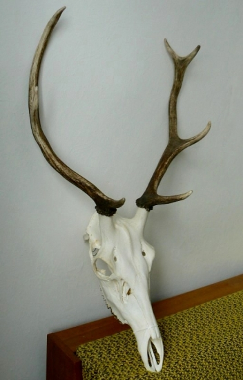 Pripravené na chov.prehliadku