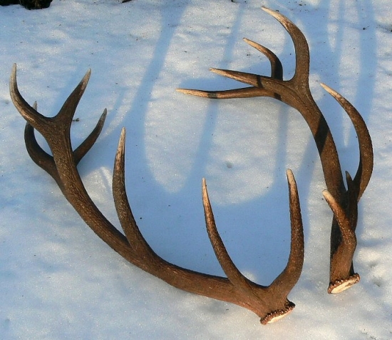 Zhody z jeleňa ID 156204