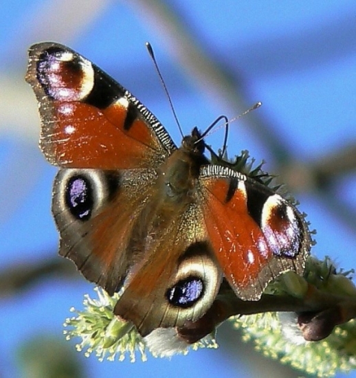 Aktuálna jarná - Babôčka pávooká