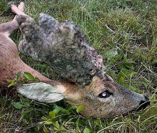 Kolegov - parochniar