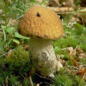 Kozák hrabový
