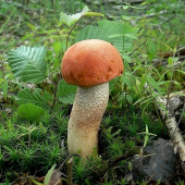 Kozák dubový