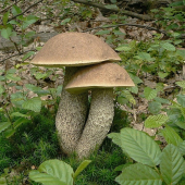 kozák topoľový
