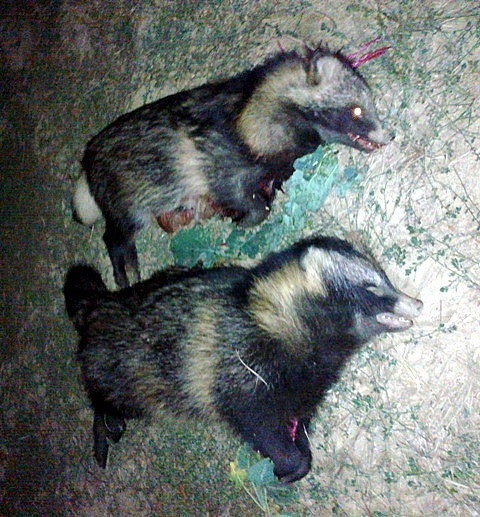 Psík medvedíkovitý