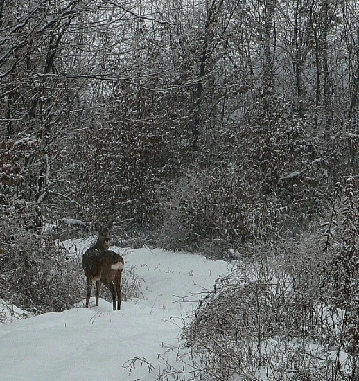 Snežík sa nám chumeli
