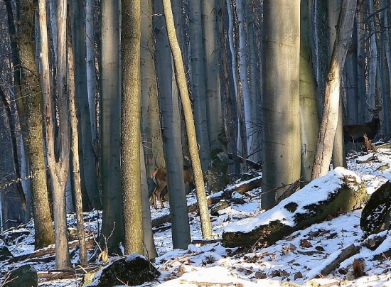 Jelenia zver - mládenci