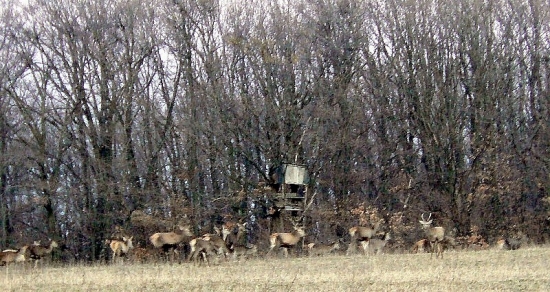 Jelenia zver - ranný návrat