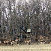 Jelenia zver - ranný návrat