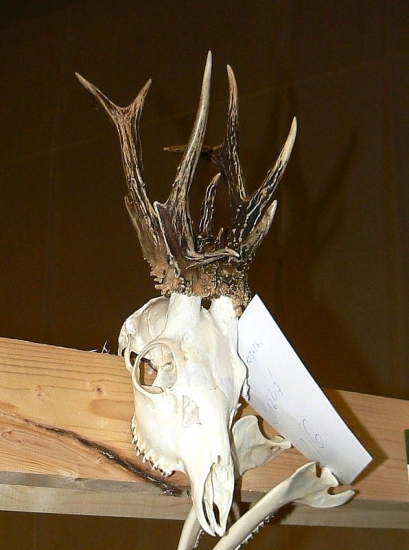 Srnec rarita z CH.P. Košice okolie 2013