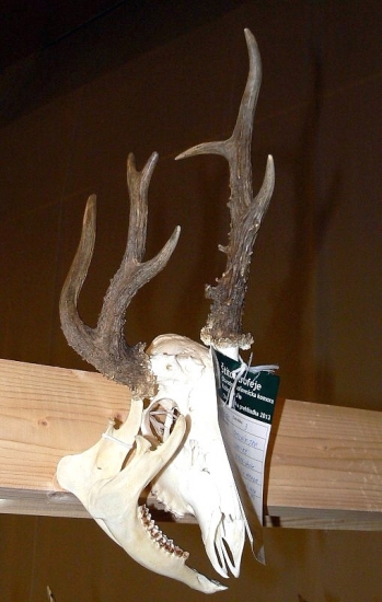 srnec - rarita 2. Ch.p - Ke okolie 2013