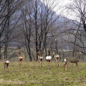 Srnčia zver