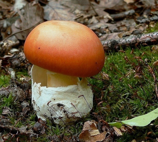 muchotrávka cisárska