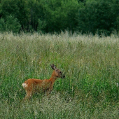 Srnčia zver