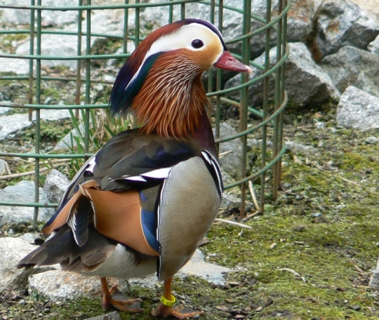 Kačica mandarínska