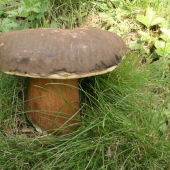 hríb