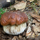Smrekáč