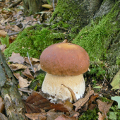 Smrekáč