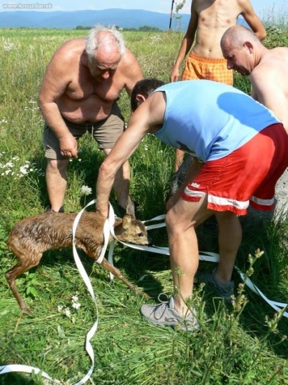 Záchrana srnčaťa
