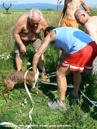 Záchrana srnčaťa