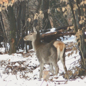 Jelenia zver