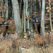Jelenia zver