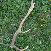 lučňak