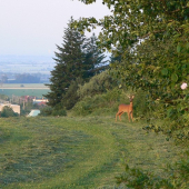 Srnčia zver