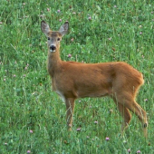 Srnčia zver