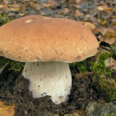 Hrib smrekový