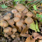 Podpňovka