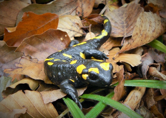 Salamandra škvrnitá