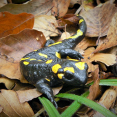 Salamandra škvrnitá