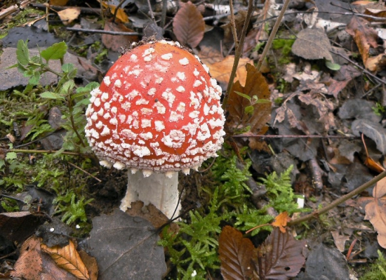 Muchotrávka červená