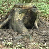 Solisko