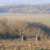 Srnčia zver