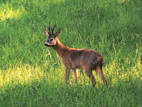 V rannych lúčoch slnka
