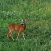 Podvečer